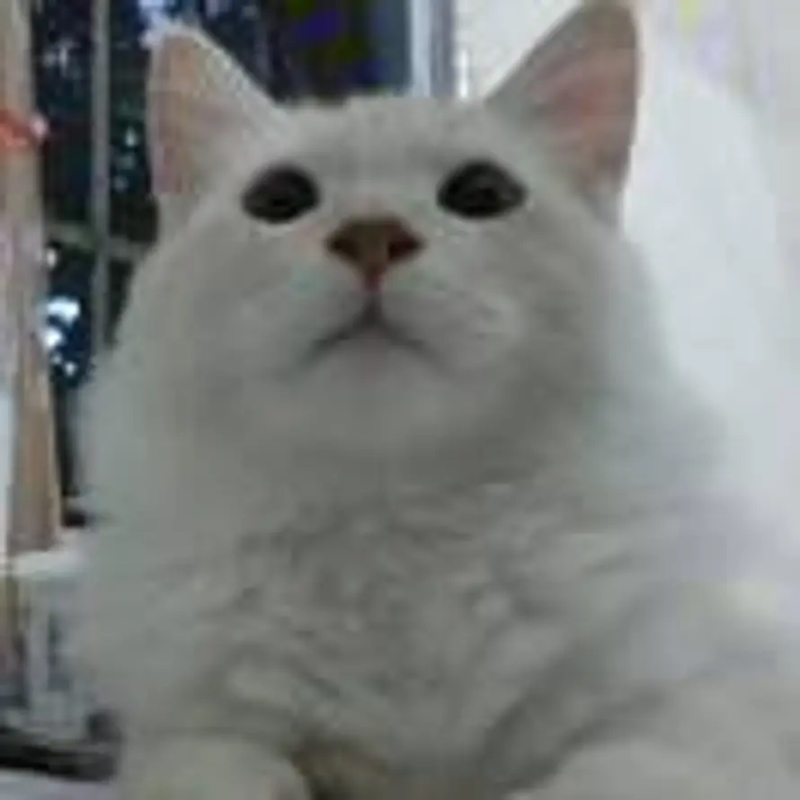 boomshakalaka的头像
