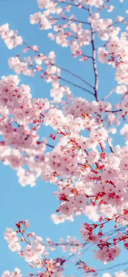 4k摄影壁纸 - 日系 - 春季 - 景深「哲风壁纸」