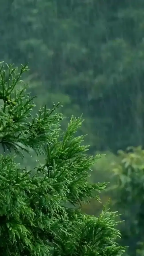 4k下雨壁纸 - 户外 - 枝叶 - 树林「哲风壁纸」