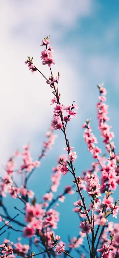 4k春天壁纸 - 景深 - 晴朗 - 桃花「哲风壁纸」