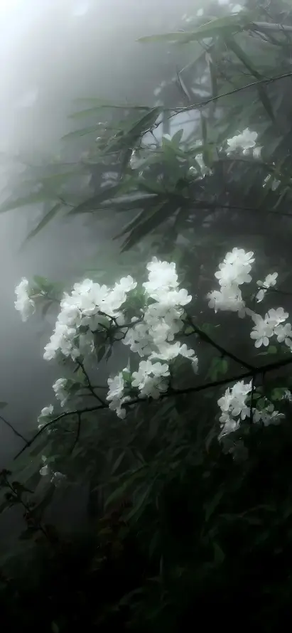4k山林壁纸 - 朦胧 - 树枝 - 植物「哲风壁纸」