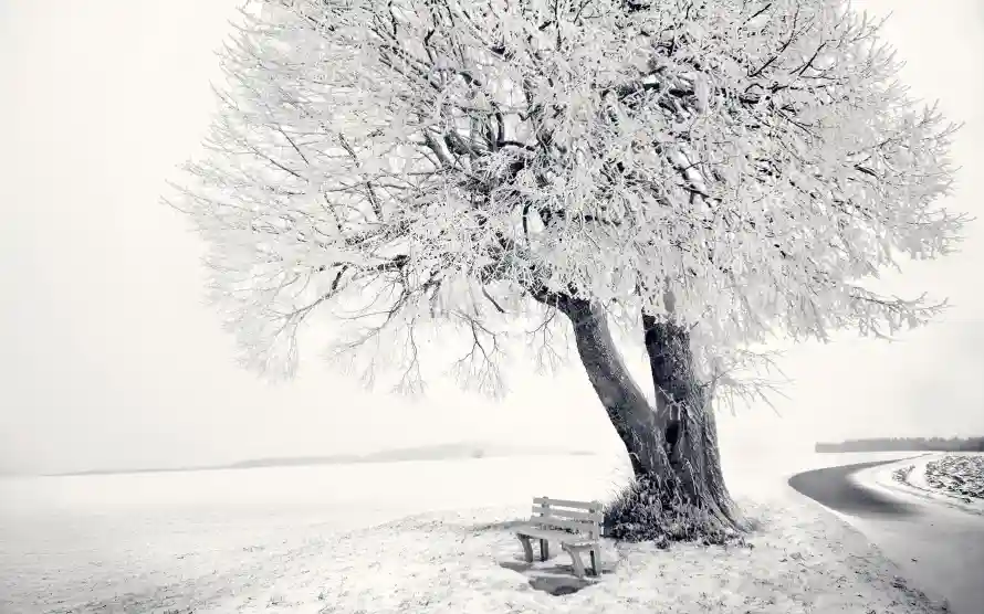 3k冬季壁纸-树 - 冰雪-壁纸「哲风壁纸」