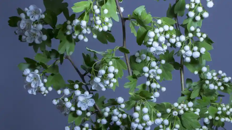 4k植物壁纸-清新 - 素雅-绿叶「哲风壁纸」