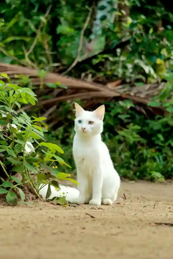 4k动物壁纸 - 猫 - 宠物 - 户外「哲风壁纸」