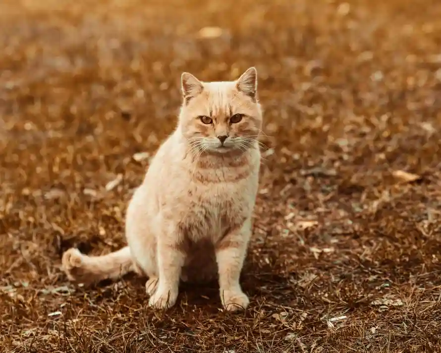 4k动物壁纸 - 猫 - 坐姿 - 宠物「哲风壁纸」 4k动物壁纸 - 猫 - 坐姿 - 宠物「哲风壁纸」