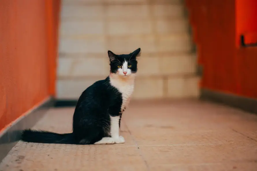 5k可爱壁纸-猫 - 坐姿-宠物「哲风壁纸」