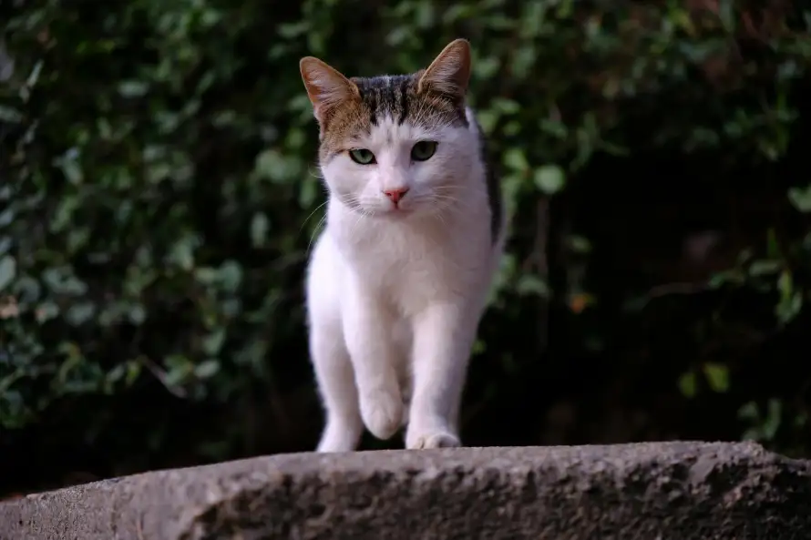 8k可爱壁纸-猫 - 宠物-户外「哲风壁纸」