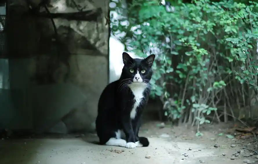 6k土墙壁纸-猫 - 坐姿-宠物「哲风壁纸」