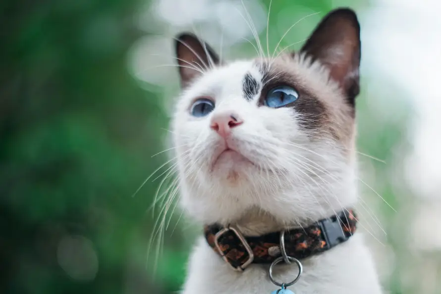6k仰望壁纸-猫 - 可爱-宠物「哲风壁纸」