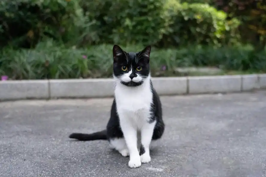 5k动物壁纸-猫 - 可爱-坐姿「哲风壁纸」