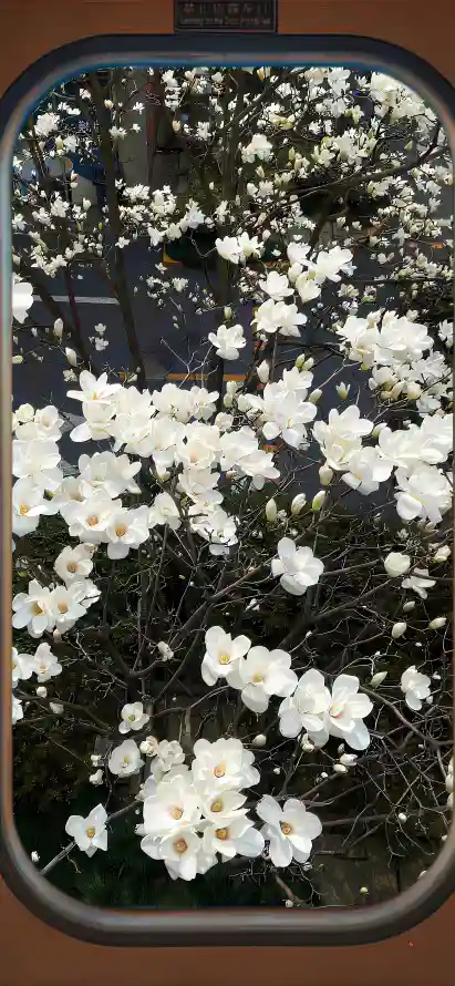 4k户外壁纸 - 旅途 - 春天 - 植物「哲风壁纸」