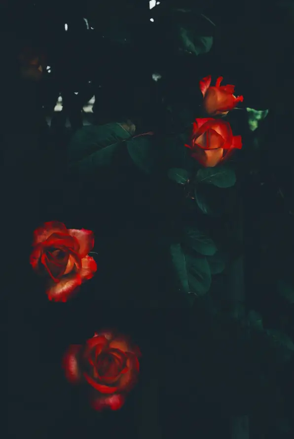 4k景深壁纸 - 植物 - 特写 - 绿植「哲风壁纸」