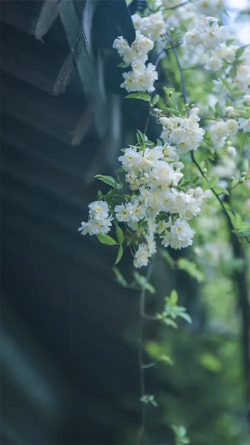 4k户外壁纸 - 景深 - 植物 - 清新「哲风壁纸」