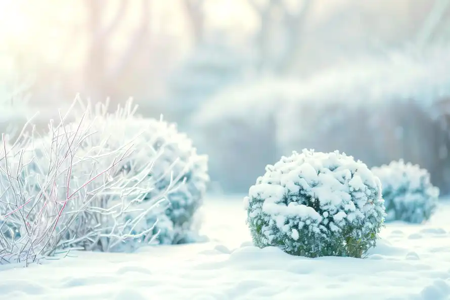 9k冬日壁纸-雪 - 冰霜-植物「哲风壁纸」