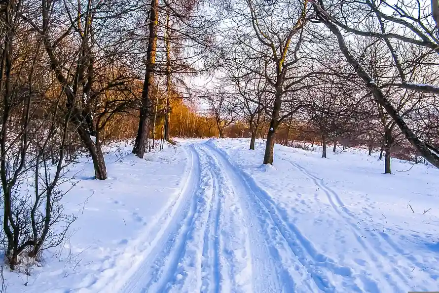5k冬季壁纸-雪 - 枯树-树木「哲风壁纸」