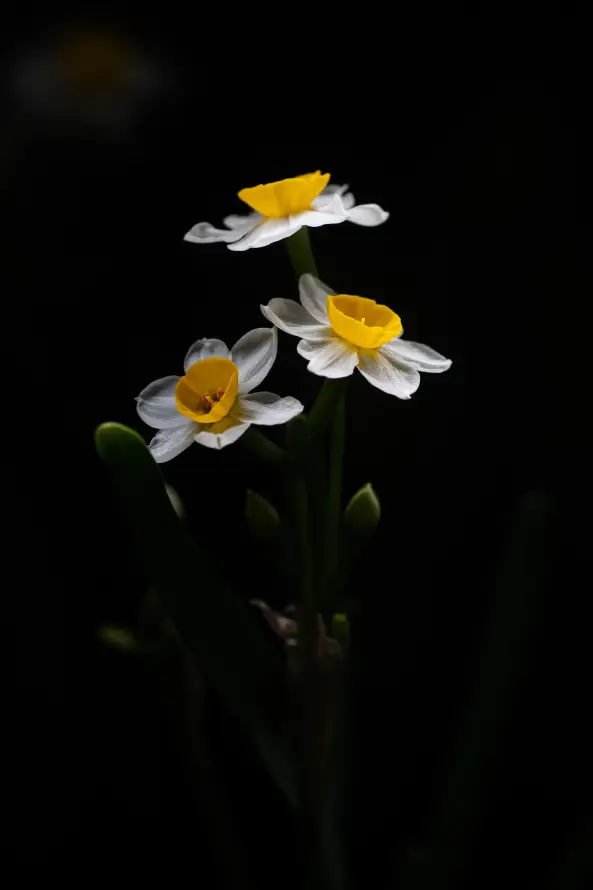 4k暗调壁纸 - 花 - 植物 - 清新「哲风壁纸」