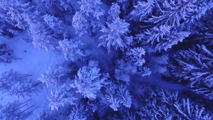 4k冬季壁纸-冰雪 - 动态-寒林「哲风壁纸」