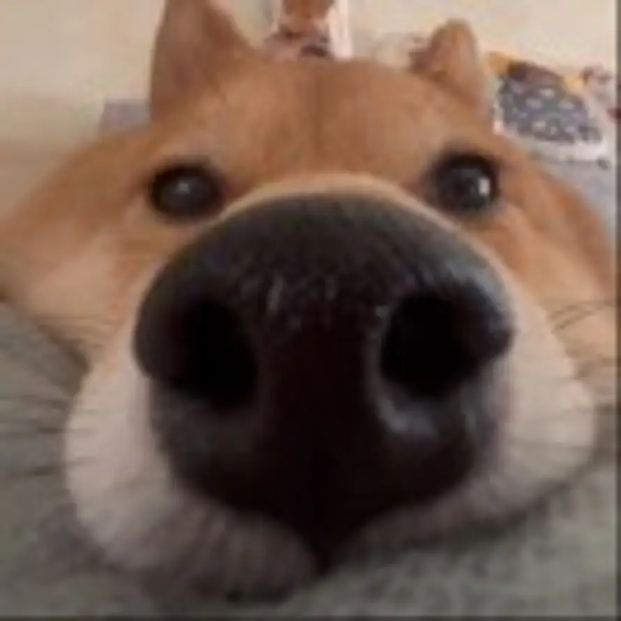 左右的头像
