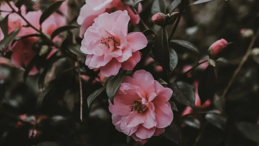 4k写风壁纸-花 - 复古-枝叶「哲风壁纸」
