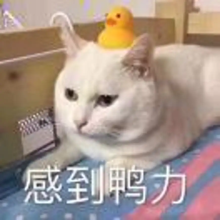 st的头像