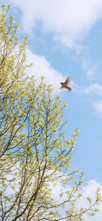 4k新芽壁纸 - 春季 - 春日 - 晴空「哲风壁纸」