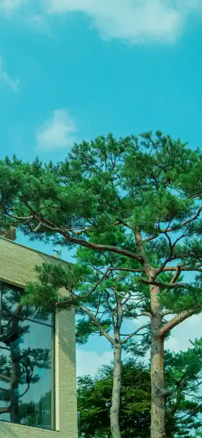 4k建筑壁纸 - 户外 - 晴天 - 松树「哲风壁纸」