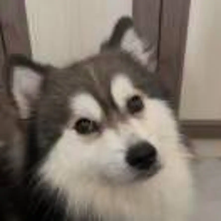 Ryan的头像