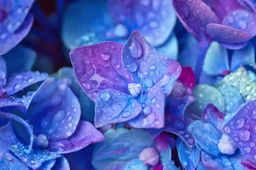 6k水珠壁纸-花 - 清新-特写「哲风壁纸」