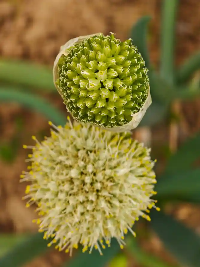 4k叶片壁纸 - 户外 - 植物 - 特写「哲风壁纸」