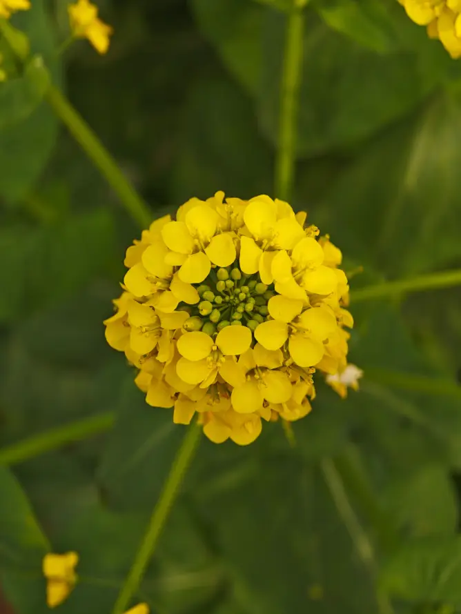 4k绿叶壁纸 - 花球 - 菜花 - 野外「哲风壁纸」