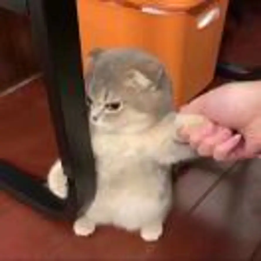 wsf的头像