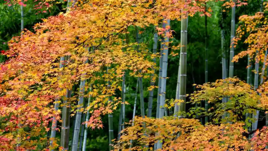 2k日本壁纸-森林 - 秋季-秋景「哲风壁纸」