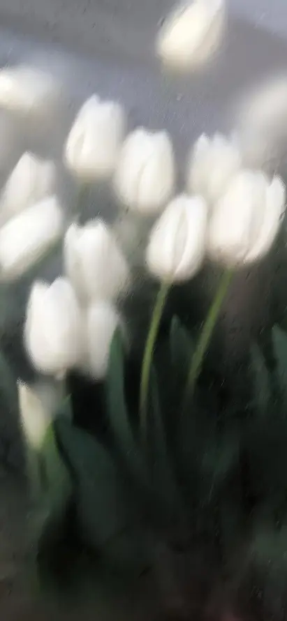 4k朦胧壁纸 - 植物 - 清新 - 白色「哲风壁纸」
