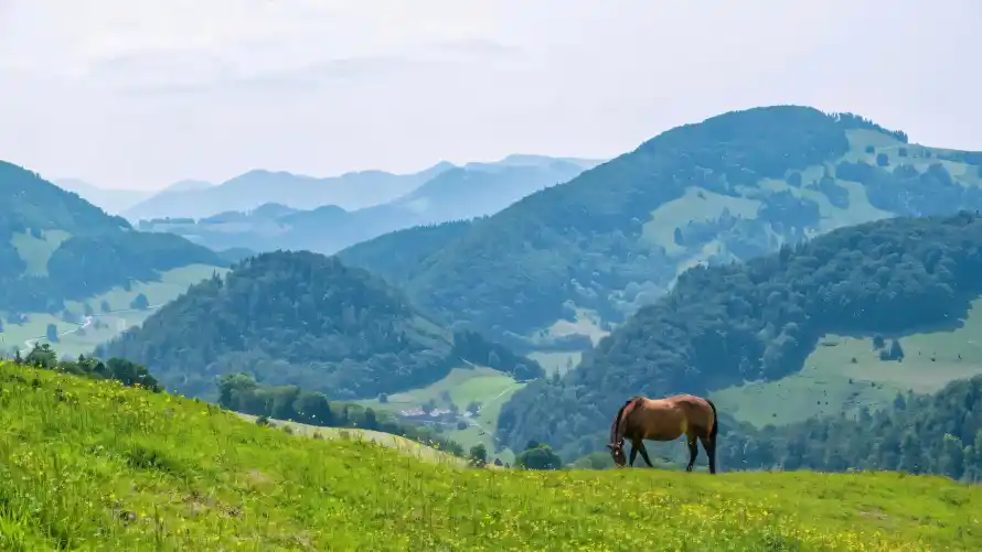 2k原野壁纸-马 - 山地-山脉「哲风壁纸」