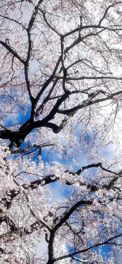 4k仰拍壁纸 - 冬季 - 户外 - 早春「哲风壁纸」