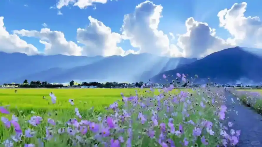 4k壁纸壁纸 - 小路 - 晴天 - 田野「哲风壁纸」