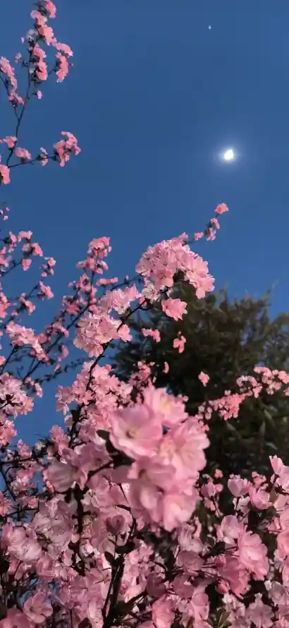 4k春花壁纸 - 晴天 - 月亮 - 粉色「哲风壁纸」