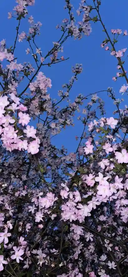 4k户外壁纸 - 春日 - 晴天 - 花枝「哲风壁纸」