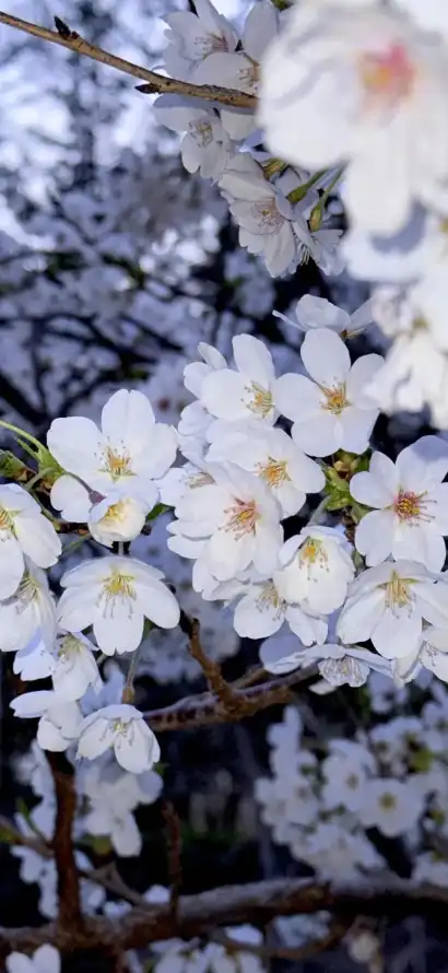 4k春日壁纸 - 树枝 - 樱花 - 白花「哲风壁纸」 4k春日壁纸 - 树枝 - 樱花 - 白花「哲风壁纸」