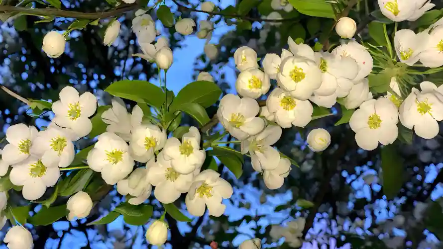 4k绿叶壁纸-花枝 - 花苞-蓝天「哲风壁纸」
