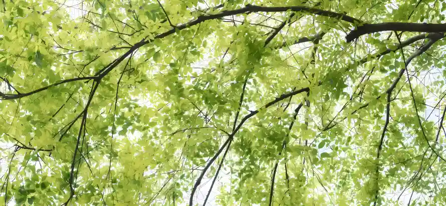 4k仰拍壁纸-嫩叶 - 嫩绿-春日「哲风壁纸」 4k仰拍壁纸-嫩叶 - 嫩绿-春日「哲风壁纸」