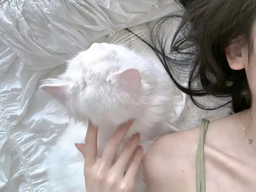 2k可爱壁纸-女生 - 小猫-居家「哲风壁纸」