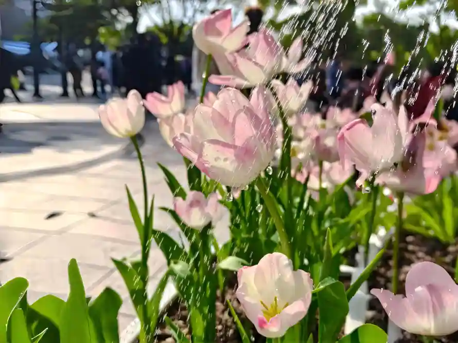 4k户外壁纸-春日 - 晴天-清新「哲风壁纸」