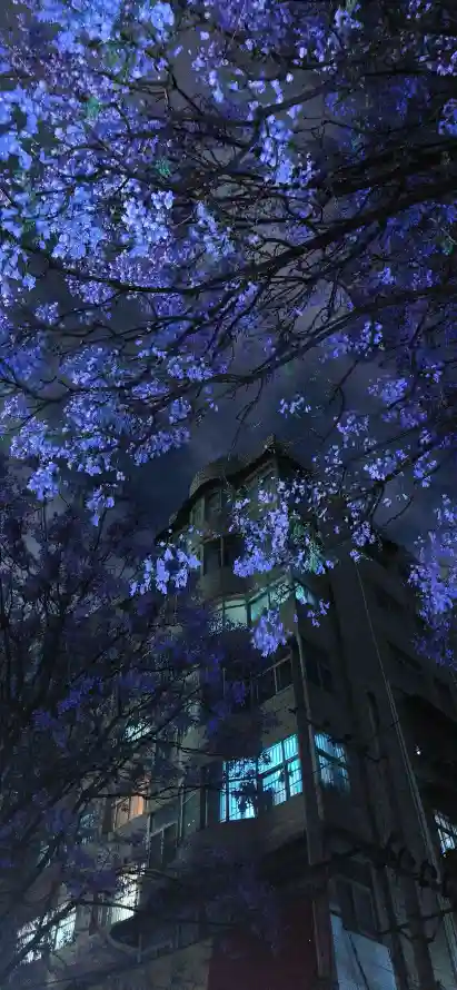 4k夜景壁纸 - 庭院 - 房屋 - 树枝「哲风壁纸」