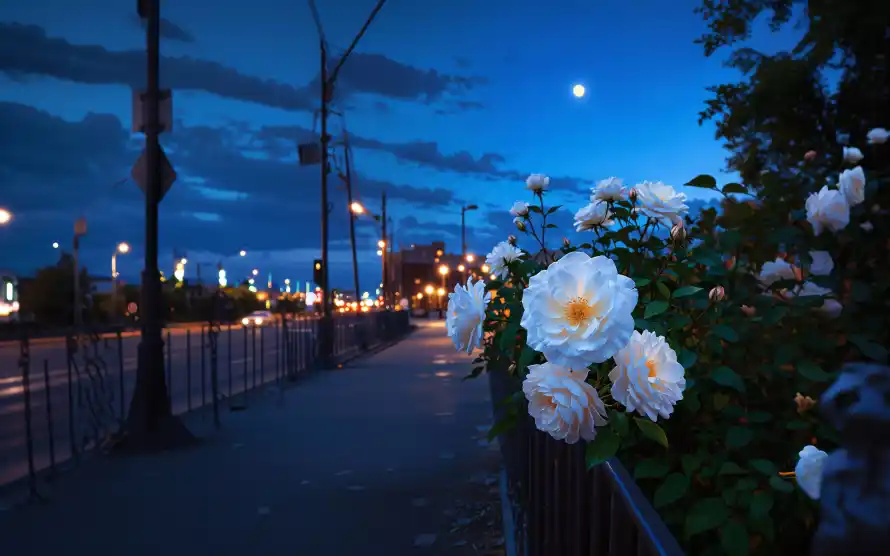 4k城市壁纸-花 - 夜晚-夜空「哲风壁纸」
