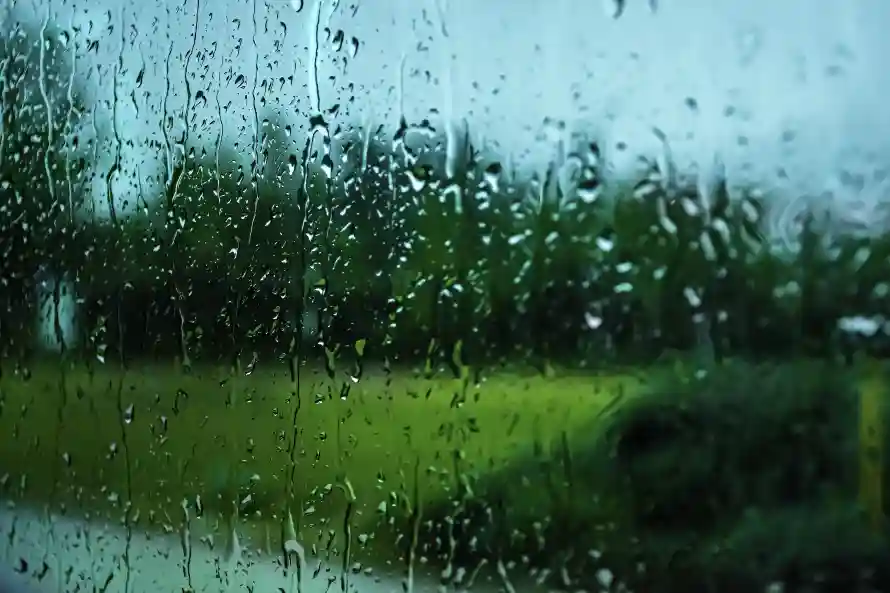 6k冷调壁纸-朦胧 - 树木-湿润「哲风壁纸」