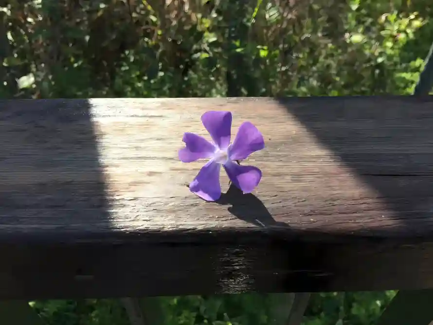 2k户外壁纸-绿植 - 自然-花影「哲风壁纸」
