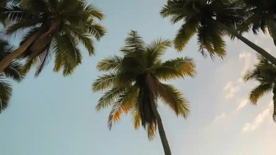 2k仰视壁纸-天空 - 晴空-热带「哲风壁纸」