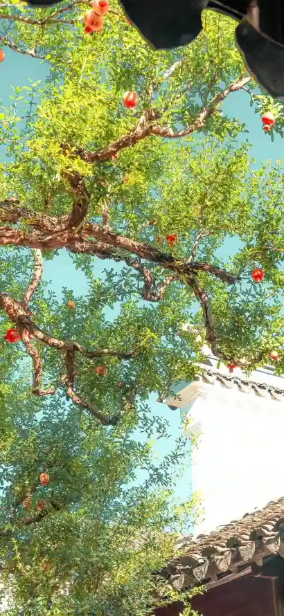 4k果子壁纸 - 果树 - 树叶 - 树林「哲风壁纸」