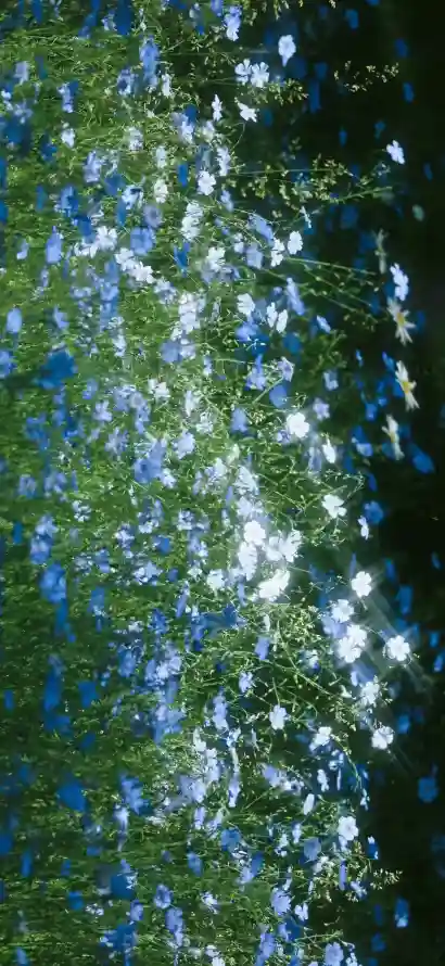 4k户外壁纸 - 春季 - 植被 - 自然「哲风壁纸」